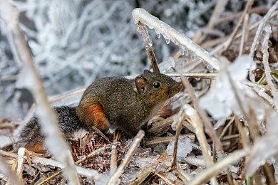 前卡普空制作人小林裕幸：新作将是动作RPG 不擅长动作也能通关